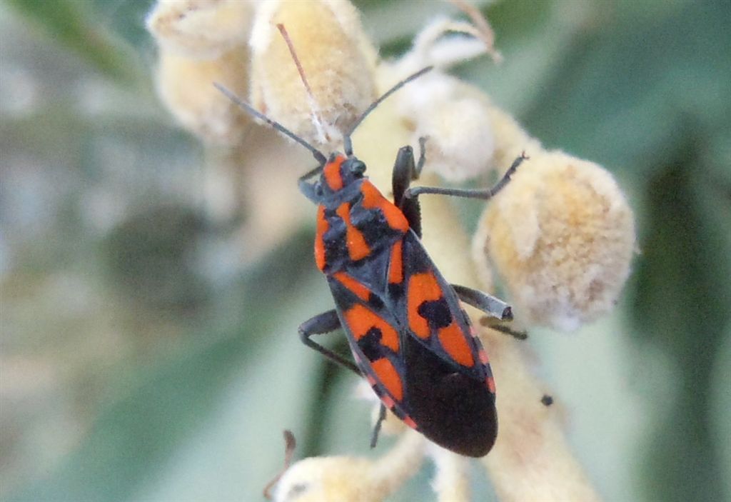 Lygaeidae: Spilostethus saxatilis dell''Abruzzo (AQ)